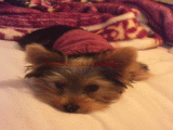 teacup yorkie